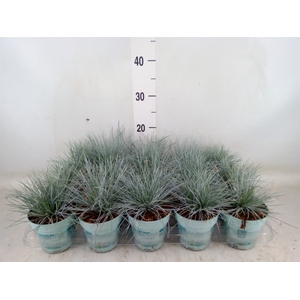 Festuca glauca 'Compacta Blue'