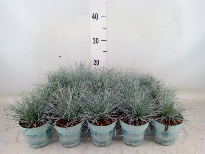 <h4>Festuca glauca 'Compacta Blue'</h4>