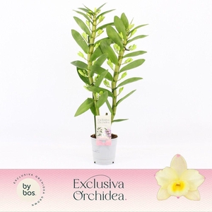 Dendrobium Nobilé, Tweety 2-spike 'Exclusiva Orchidea'