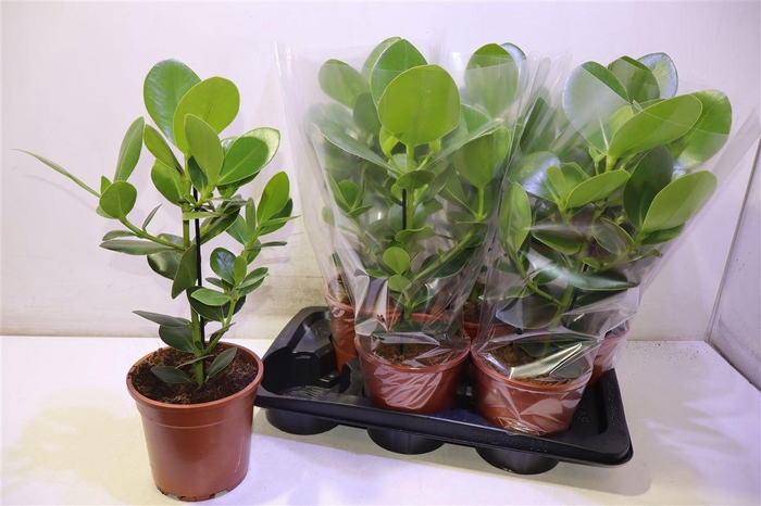 <h4>arr8 Clu Ro Princess</h4>