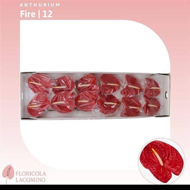 <h4>Anth A Fire</h4>