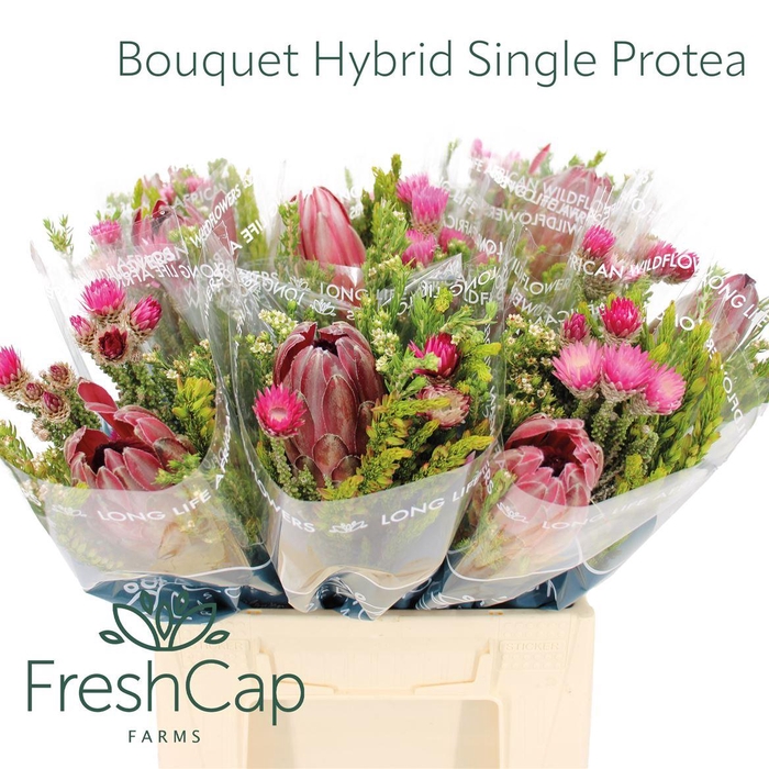 <h4>Bouquet Hybrid Single Protea</h4>