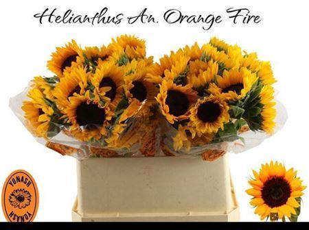 <h4>Helianthus Orange Fire</h4>