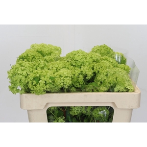 Viburnum Opulus Roseum