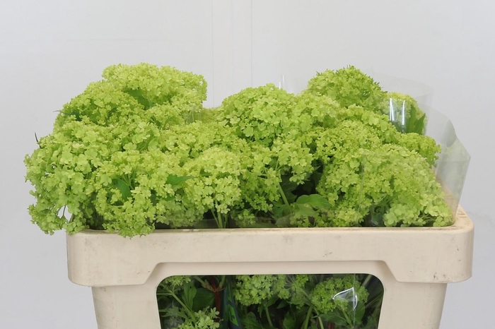 <h4>Viburnum Opulus Roseum</h4>