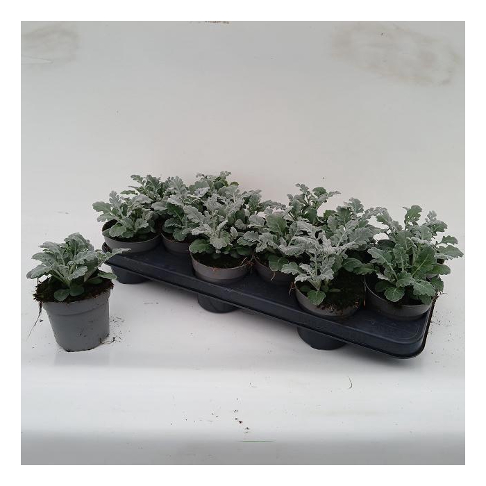 <h4>JACOBAEA MARITIMA</h4>