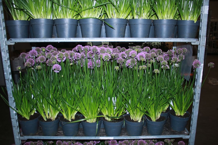 <h4>Allium Millenium</h4>
