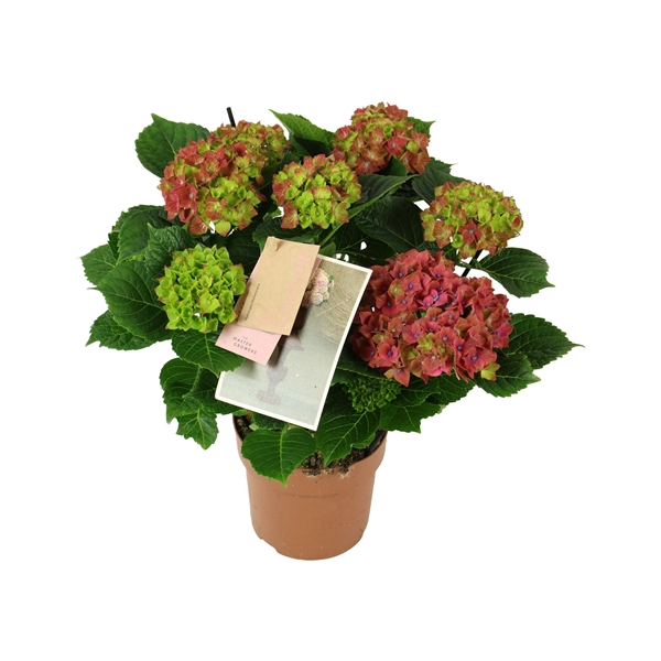 <h4>Hydrangea Schloss Wackerbarth 5/6 flowers</h4>