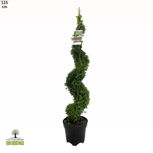 Buxus sempervirens Spiraal 100-120
