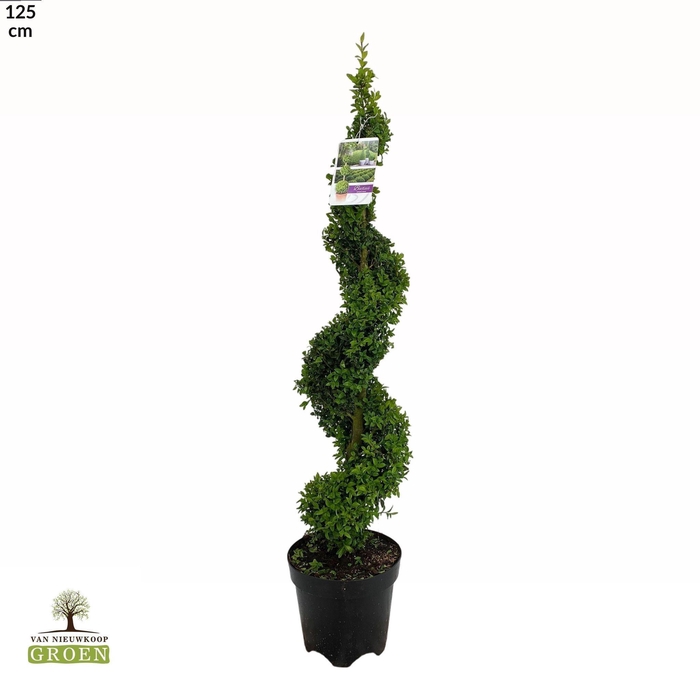 <h4>Buxus sempervirens Spiraal 100-120</h4>