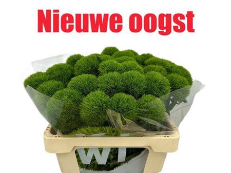 <h4>Di Barb Kiwi Mellow</h4>