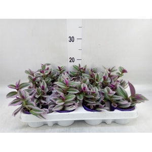 Tradescantia cerinth. 'Nanouk'