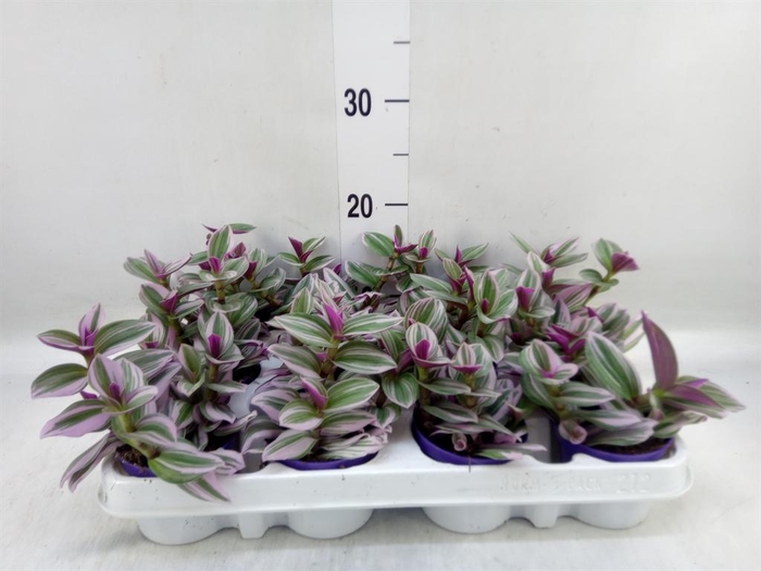 <h4>Tradescantia cerinth. 'Nanouk'</h4>