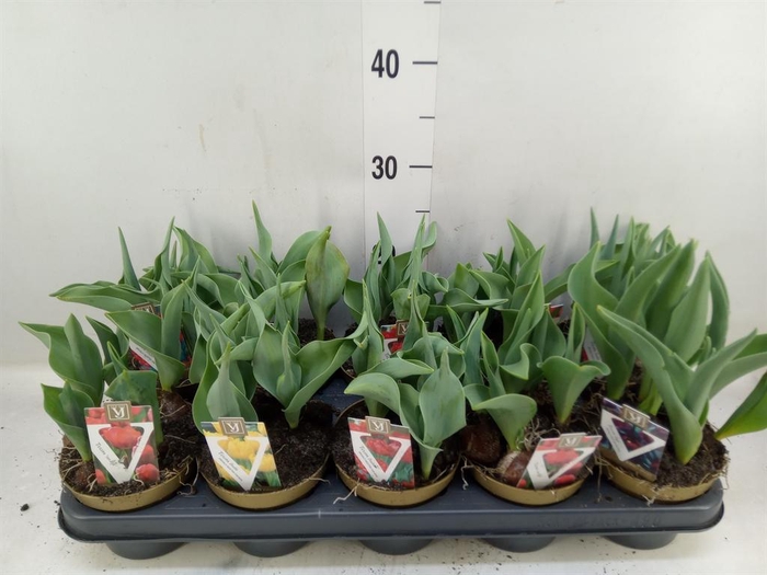<h4>Tulipa ...mix</h4>