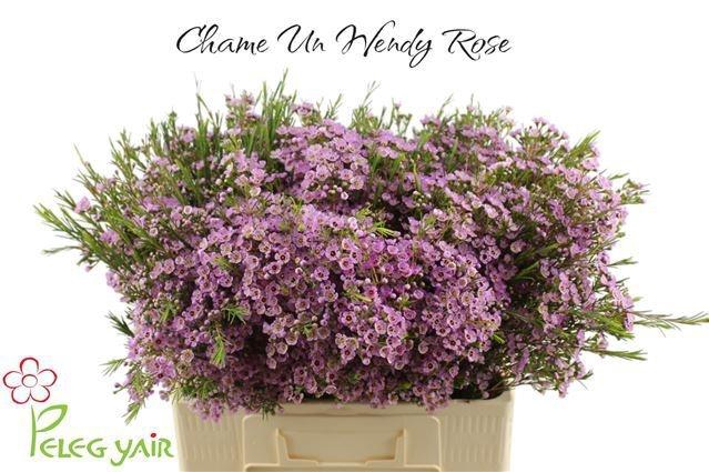 <h4>CHAME UN WENDY ROSE</h4>
