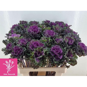 Brassica Crane Ruffle Red