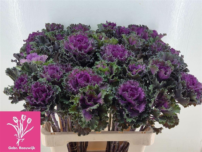 <h4>Brassica Crane Ruffle Red</h4>