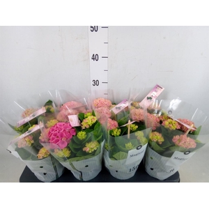 Hydrangea mac. 'Magical Revolution'