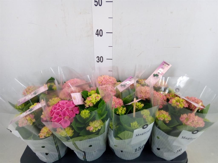 <h4>Hydrangea mac. 'Magical Revolution'</h4>