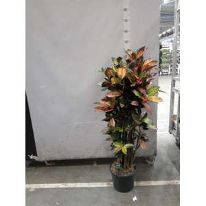 Codiaeum var. KL 'Mrs Iceton'