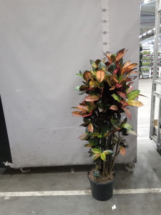 <h4>Codiaeum var. KL 'Mrs Iceton'</h4>
