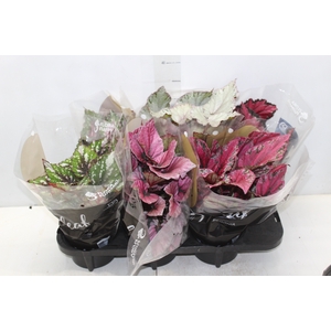 BEGONIA BELEAF P15 PO