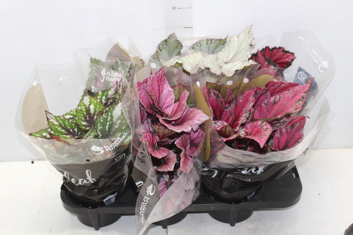 <h4>BEGONIA BELEAF P15 PO</h4>