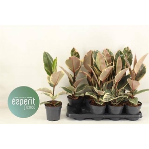 Ficus elastica 'Tineke'