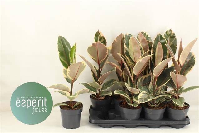 <h4>Ficus elastica 'Tineke'</h4>