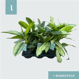 Green Agla mixtray (kleinbladig) (Aglaonema)