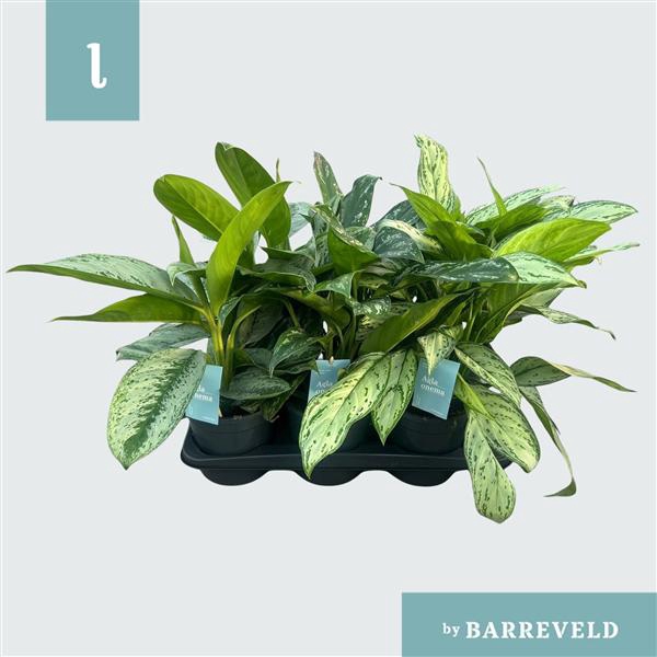 <h4>Green Agla mixtray (kleinbladig) (Aglaonema)</h4>