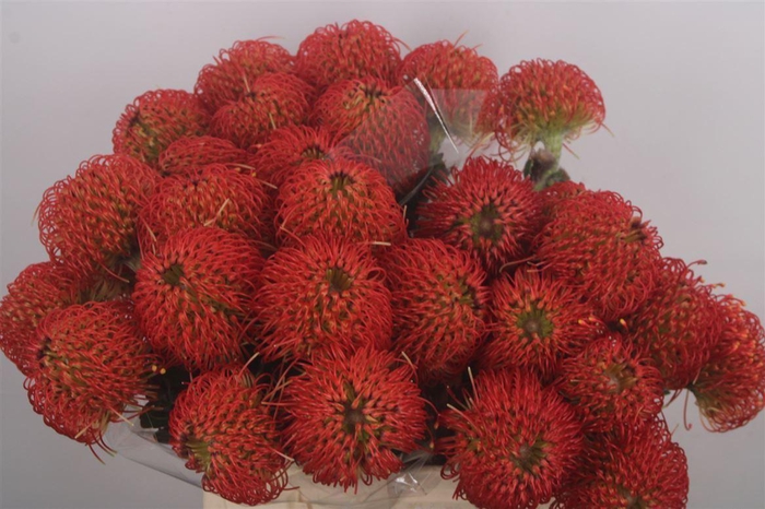 <h4>Leuco Fire Dance</h4>