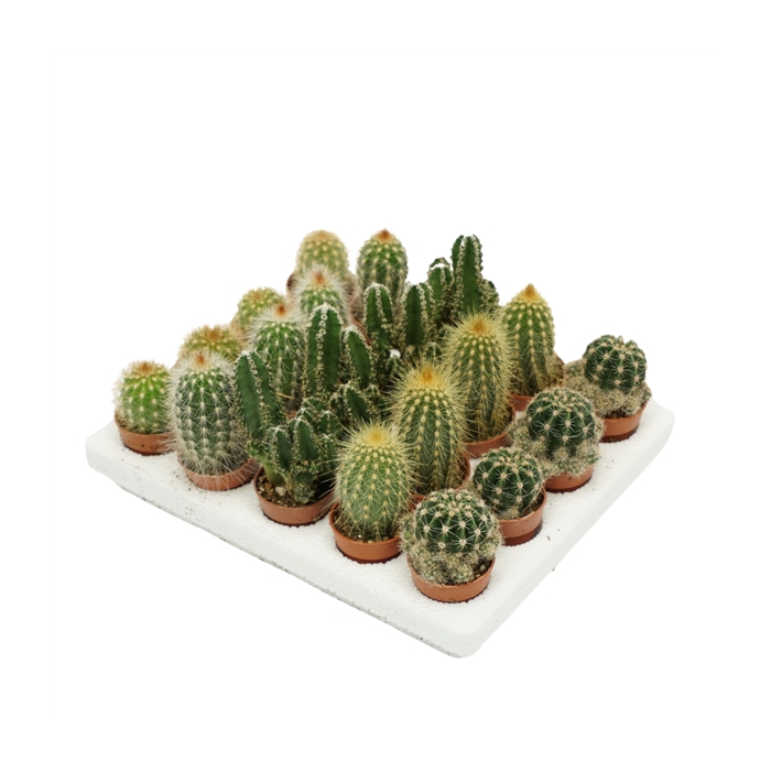 <h4>Cactus mix mini</h4>
