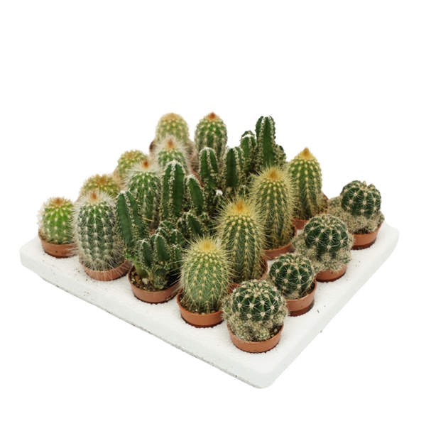 <h4>Cactus mini mix 3 cm</h4>