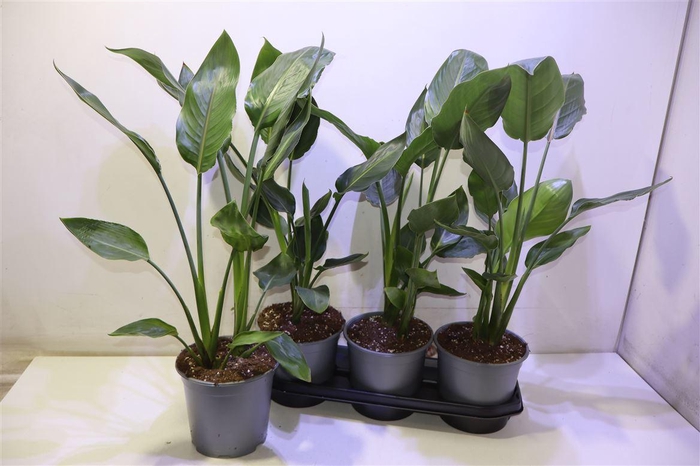 <h4>arr8 Strelitzia Reginae</h4>