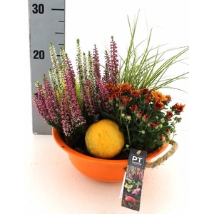 ARR TUINPLANTEN