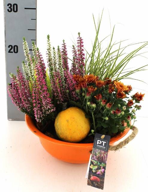 <h4>ARR TUINPLANTEN</h4>