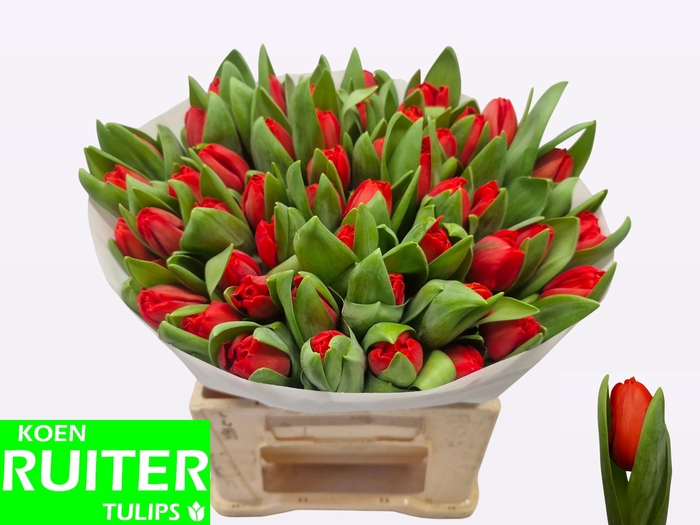 <h4>TU EN ESCAPE</h4>