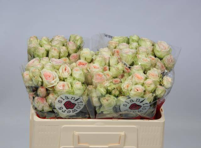 <h4>Rosa spray rosa loves me inger kristine</h4>