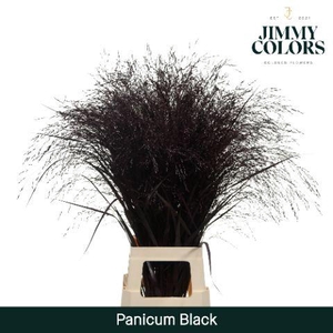 Panicum L90 Black