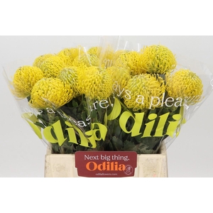 Nutans Ayoba Yellow