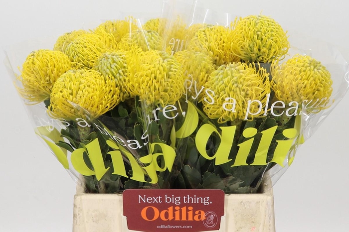 <h4>Nutans Ayoba Yellow</h4>