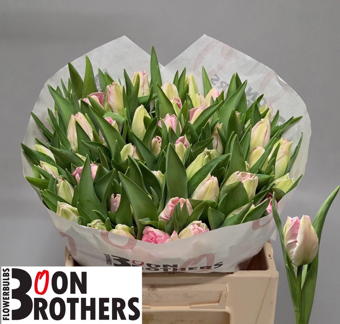 <h4>TU PA ZAMBESI</h4>