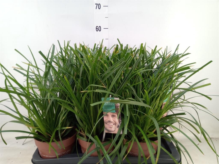 <h4>Carex morrowii</h4>