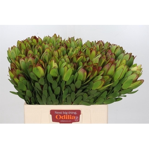 Leucadendron Goldstrike