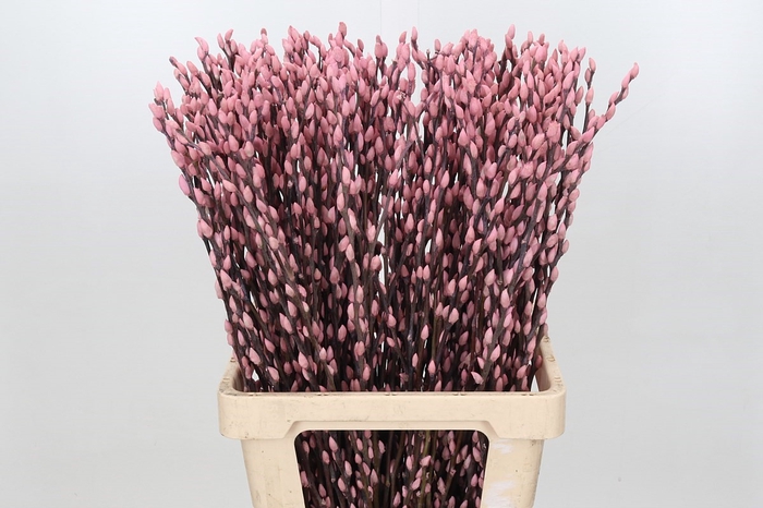 <h4>Salix Caprea Snow Flake P. Light Pink</h4>