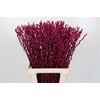 Salix Caprea Snow Flake P. Cerise