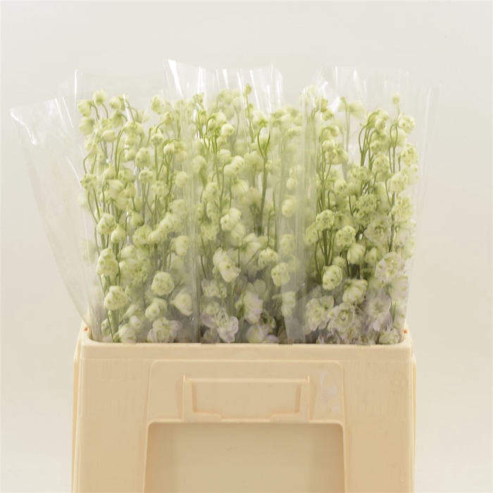 <h4>Delphinium Lady</h4>