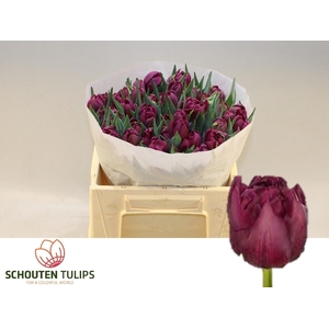 TU DU ALISON BRADLEY