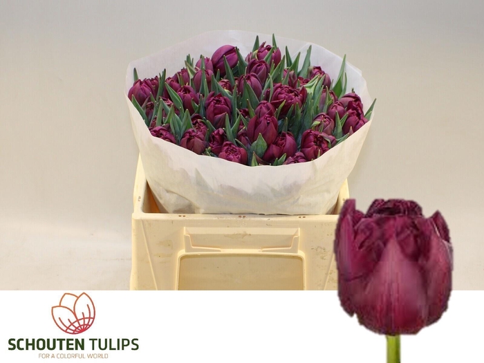 <h4>TU DU ALISON BRADLEY</h4>